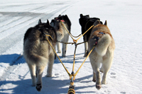 Huskies Erleben